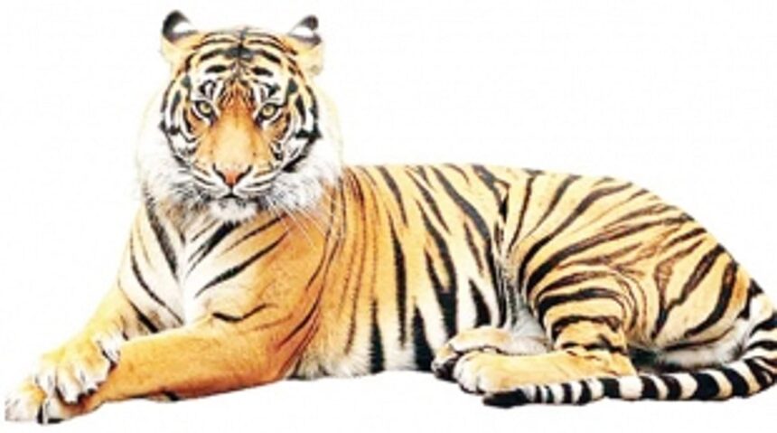 Govt’s ‘No’ to Tiger Reserve was to resume mining activity in forest areas, NGO charges 1 Govt’s ‘No’ to Tiger Reserve was to resume mining activity in forest areas, NGO charges