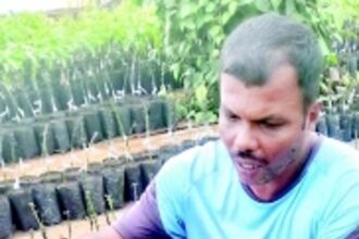 Grafting wizards Navnath and Dhananjay toil to secure Goa’s horticultural heritage