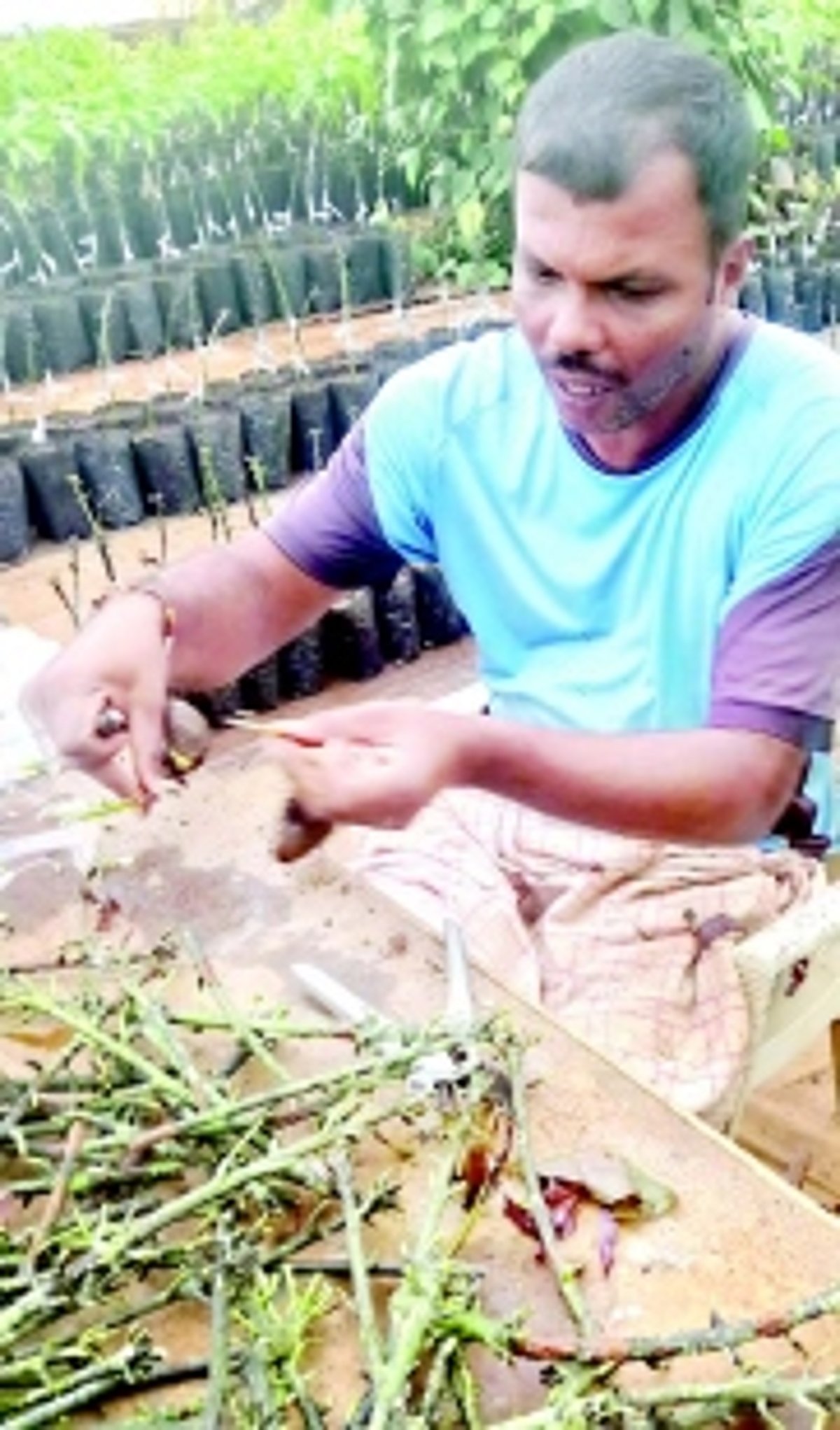 Grafting wizards Navnath and Dhananjay toil to secure Goa’s horticultural heritage