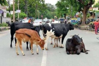 Green Goa Foundation accuse MMC of  mishandling  stray cattle