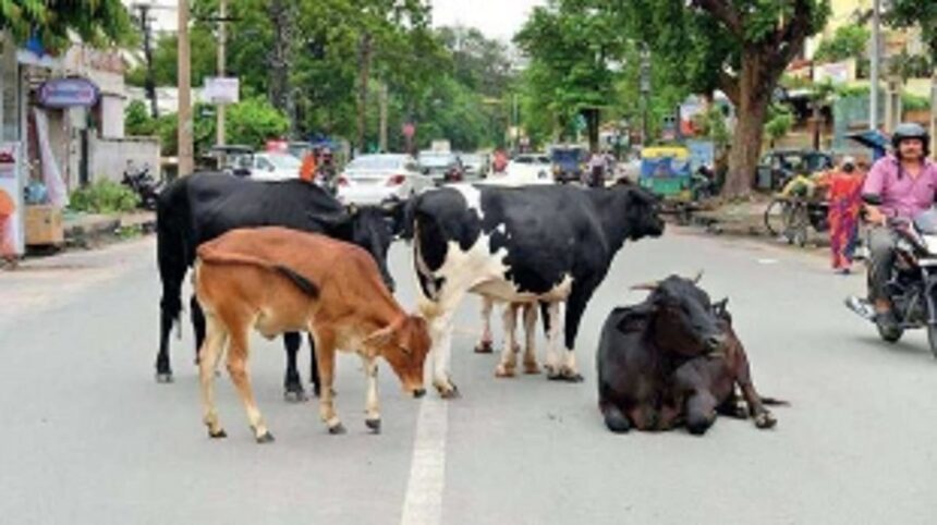 Green Goa Foundation accuse MMC of mishandling stray cattle