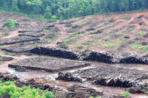 Green sees red: Goa Foundation tells SC that afforestation in  Mollem has ‘almost failed’