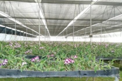 Green thumbs sprouting all over Canacona taluka