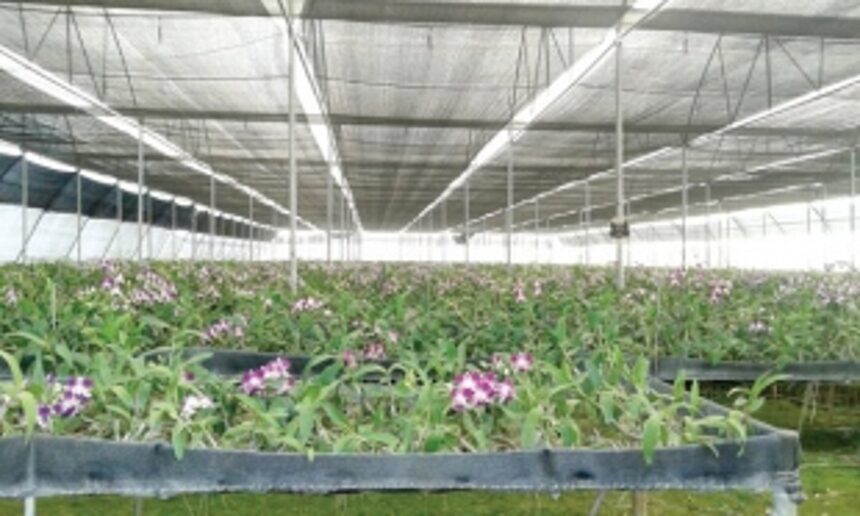 Green thumbs sprouting all over Canacona taluka