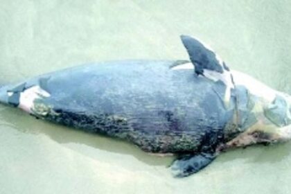 Greens alarmed  as another dead porpoise found on Cavelossim beach
