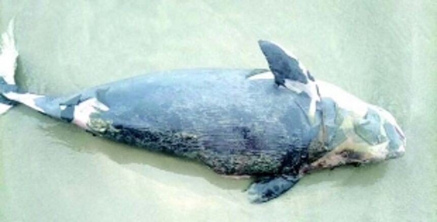 Greens alarmed as another dead porpoise found on Cavelossim beach 1 Greens alarmed as another dead porpoise found on Cavelossim beach