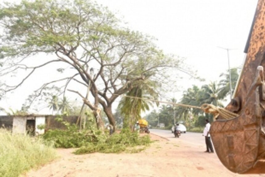 Greens condemn cutting of trees at Guirim for highway widening