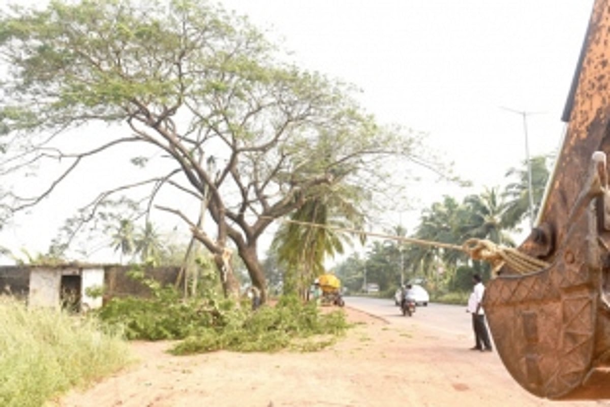 Greens condemn cutting of trees  at Guirim for highway widening