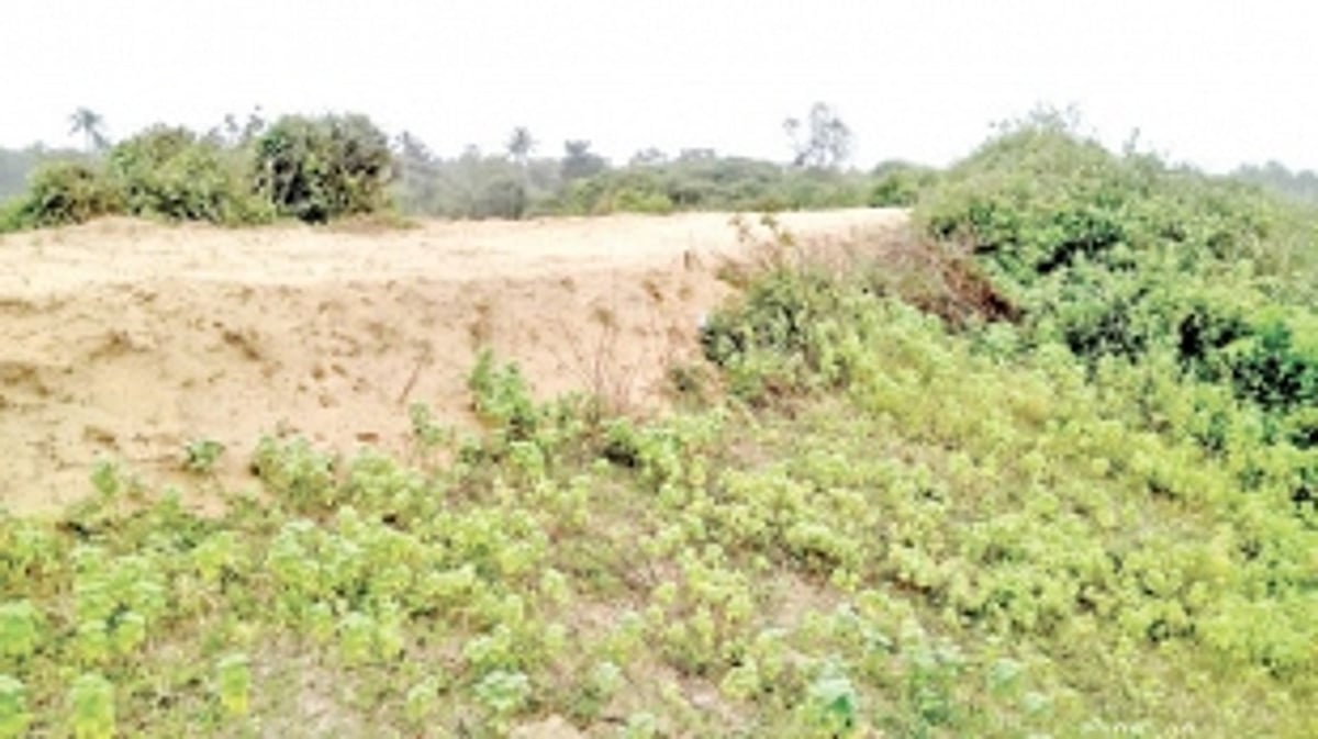 Greens feel the only option left is to challenge CZMP