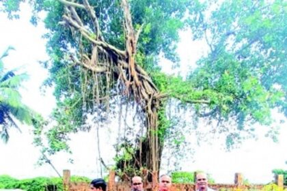 Greens in Ponda unite to thwart  illegal felling of banyan tree