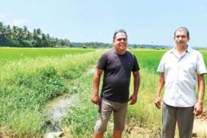 Gritty St Cruz farmers revive forgotten irrigation channels to save dying paddy saplings