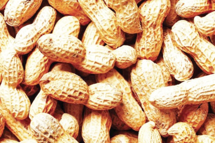 Groundnut seeds purchased from Agri Dept fail to sprout; farmers face big losses