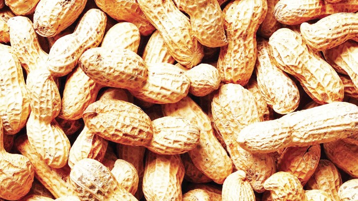 Groundnut seeds purchased from Agri Dept fail to sprout; farmers face big losses