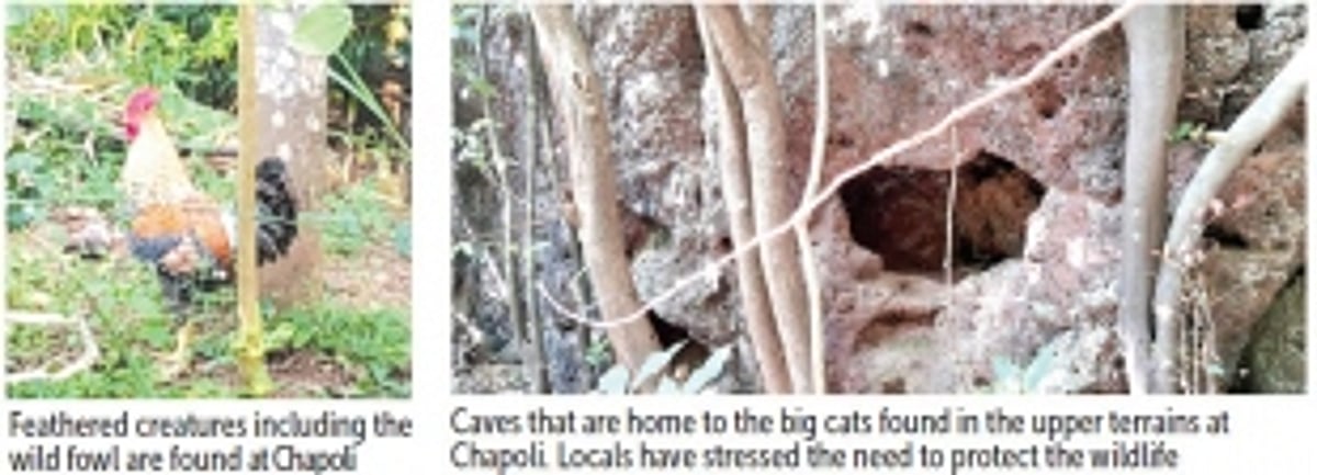 Growing chorus to declare Chapoli Hills as an Eco Sensitive Zone