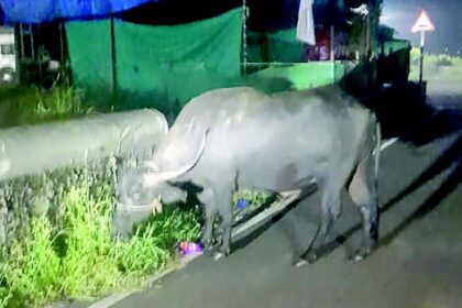 Guirim farmers should stop releasing cattle at night