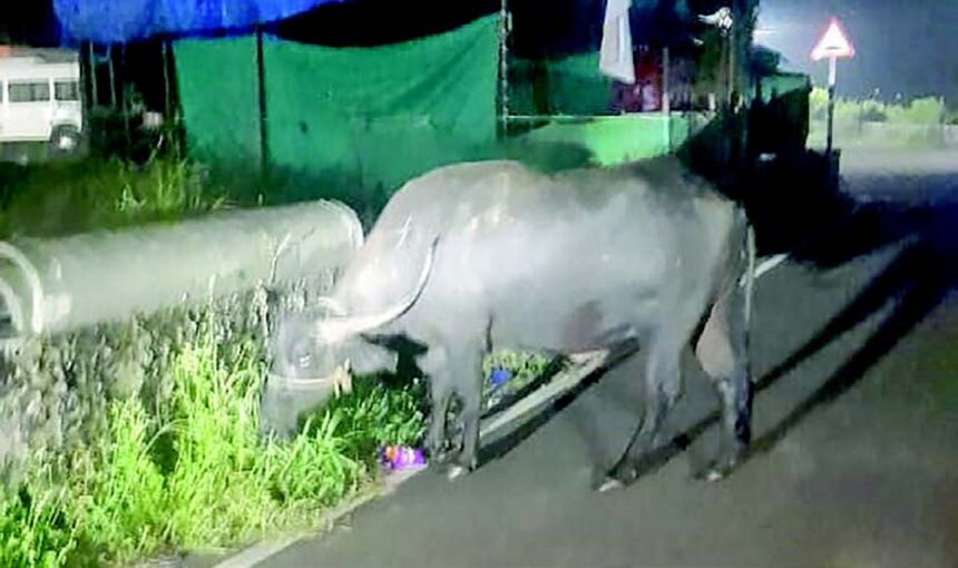 Guirim farmers should stop releasing cattle at night 1 Guirim farmers should stop releasing cattle at night