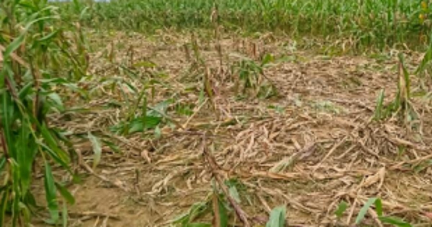 Guirim farmers urge govt  to compensate for losses