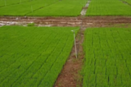 Guirim farmers urge govt to help in  protecting and cultivating fields