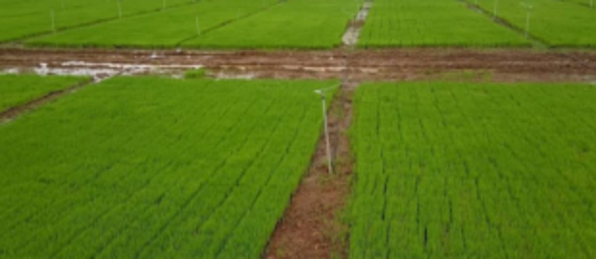 Guirim farmers urge govt to help in protecting and cultivating fields