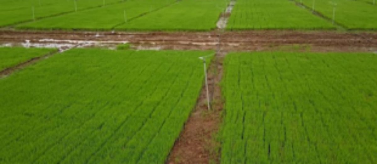 Guirim farmers urge govt to help in  protecting and cultivating fields