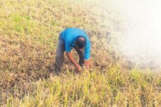 Guirim's Dilip Lotlikar, 70, gave up retirement to answer the call of the soil