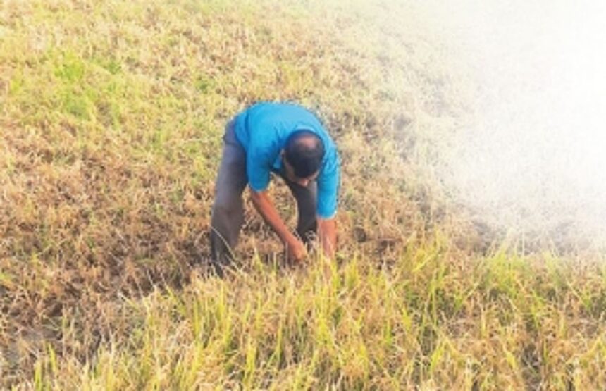 Guirim's Dilip Lotlikar, 70, gave up retirement to answer the call of the soil