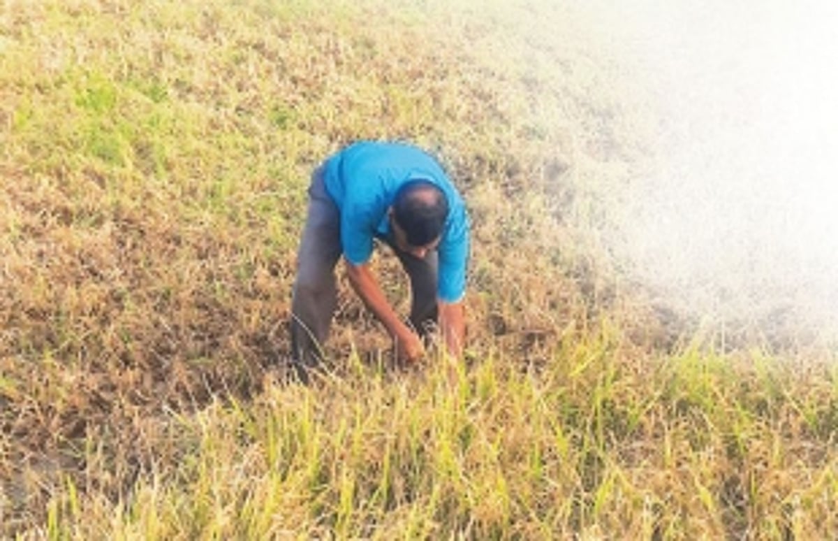 Guirim's Dilip Lotlikar, 70, gave up retirement to answer the call of the soil