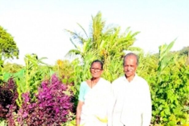 Guirim’s green thumber Dashrath Madgaonkar grows 30 different vegetables in a 2,700 sq mtr plot