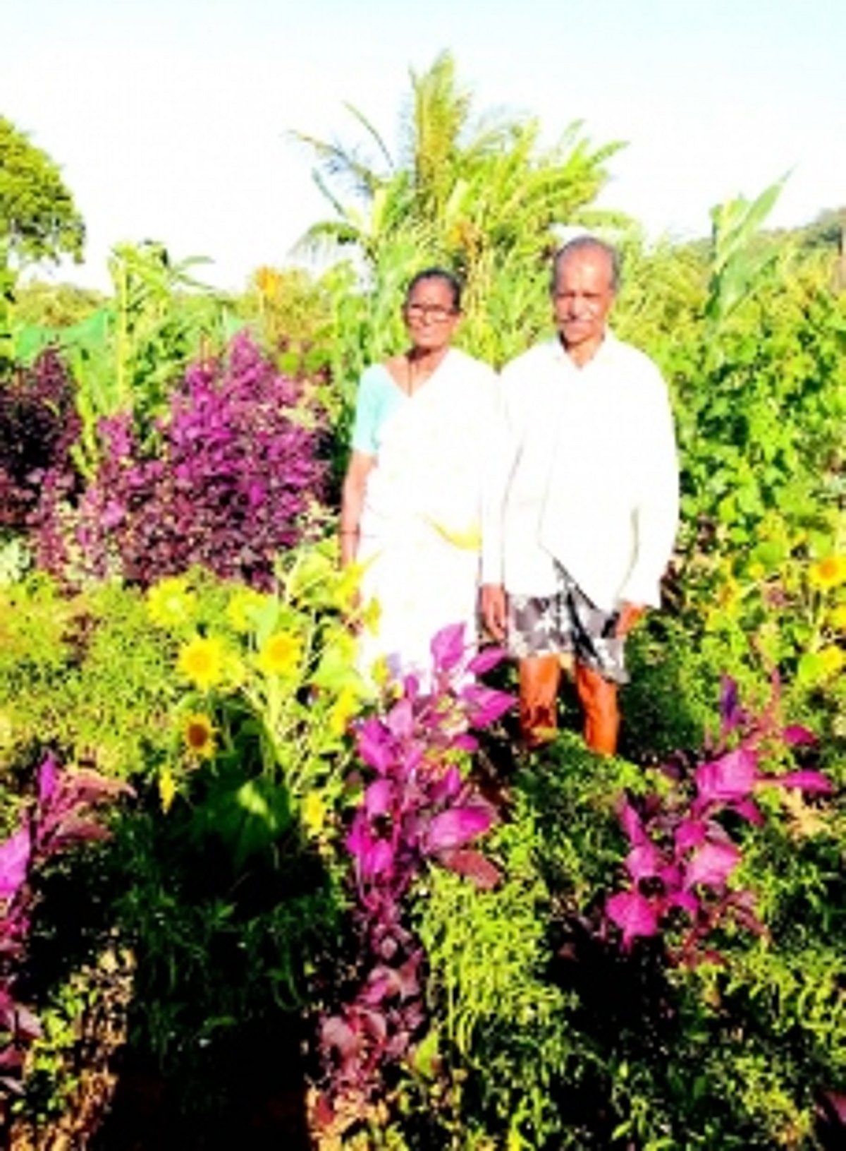 Guirim’s green thumber Dashrath Madgaonkar grows 30 different vegetables in a 2,700 sq mtr plot