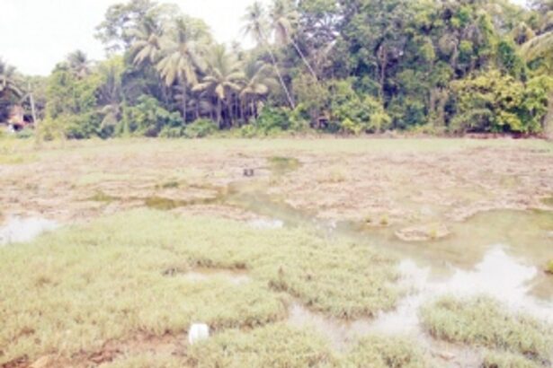 HALLIWADA’S  CUP OF WOES OVERFLOWS