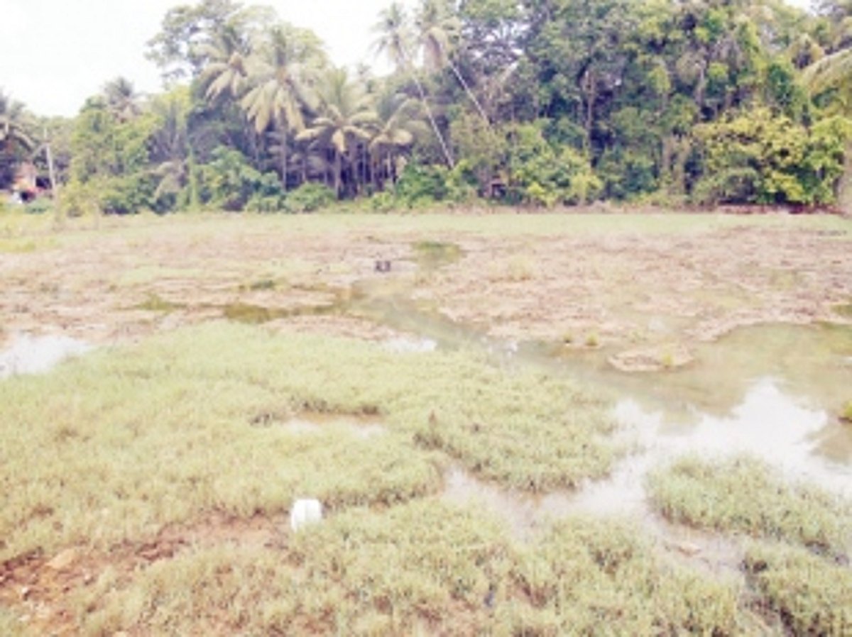 HALLIWADA’S  CUP OF WOES OVERFLOWS