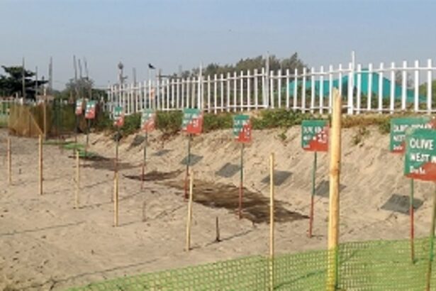 HAPPY BIRTHDAYS ON MORJIM BEACH: 50 turtles lay a whopping 5,000 eggs