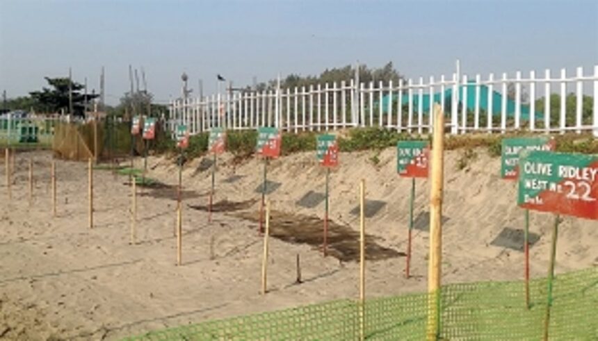 HAPPY BIRTHDAYS ON MORJIM BEACH: 50 turtles lay a whopping 5,000 eggs 1 HAPPY BIRTHDAYS ON MORJIM BEACH: 50 turtles lay a whopping 5,000 eggs