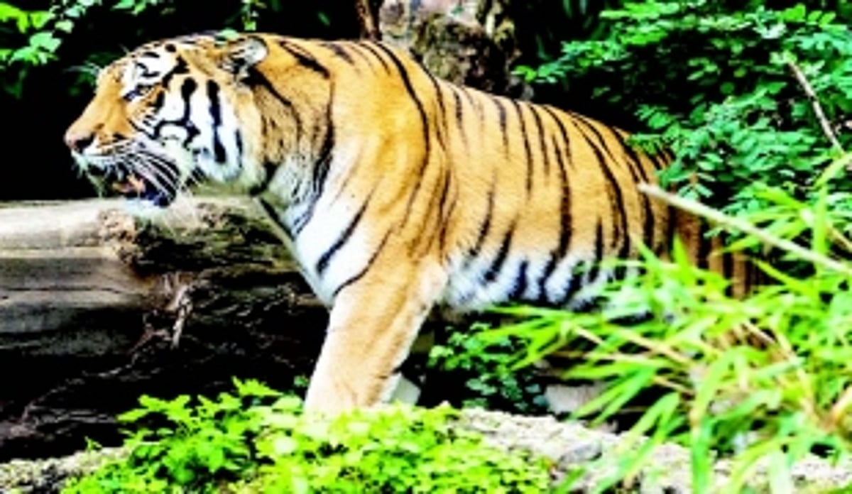 HC adjourns hearing on Tiger Reserve notification to Nov 6