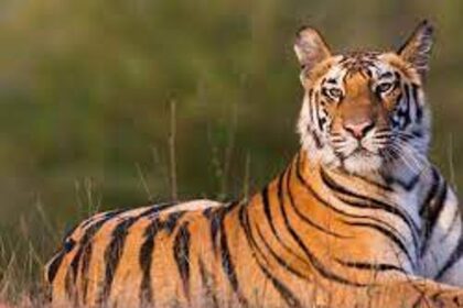 HC deadline ends on Oct 24, Goa seeks more time to notify Mhadei Sanctuary as Tiger Reserve