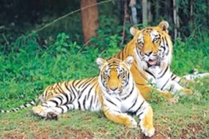 HC judgment on ‘Tiger Reserve’ has  protected rights of dwellers: Oppn