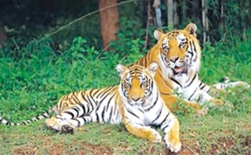 HC judgment on ‘Tiger Reserve’ has  protected rights of dwellers: Oppn