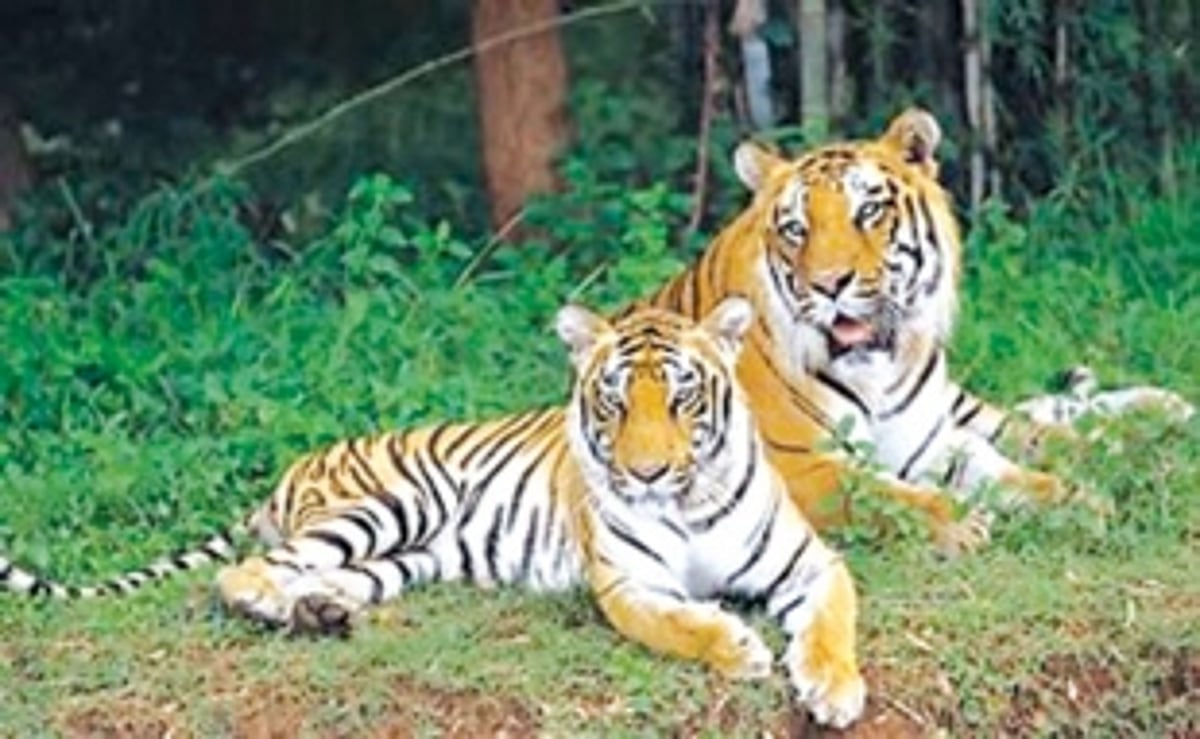 HC judgment on ‘Tiger Reserve’ has  protected rights of dwellers: Oppn