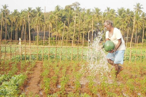 HEALING TO THE EYES:  People affected by mining have turned to farming activities at Maina-Navelim in Sanquelim in Bicholim taluka.