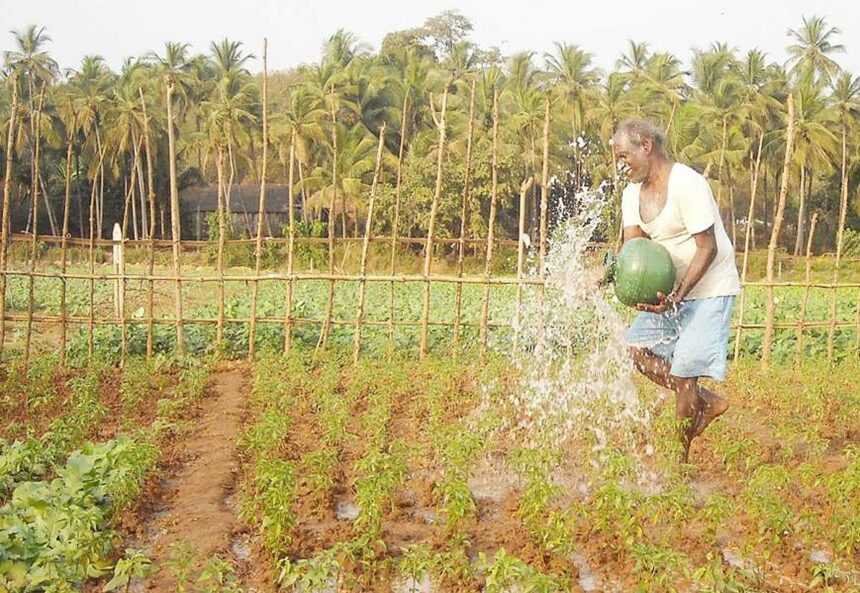HEALING TO THE EYES:  People affected by mining have turned to farming activities at Maina-Navelim in Sanquelim in Bicholim taluka.