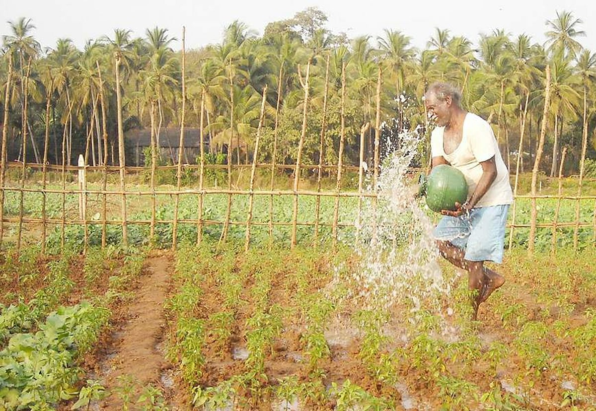 HEALING TO THE EYES:  People affected by mining have turned to farming activities at Maina-Navelim in Sanquelim in Bicholim taluka.