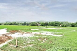 HOPES RE-HARVESTED: Over 200 Raia farmers to cultivate a second crop after four decades