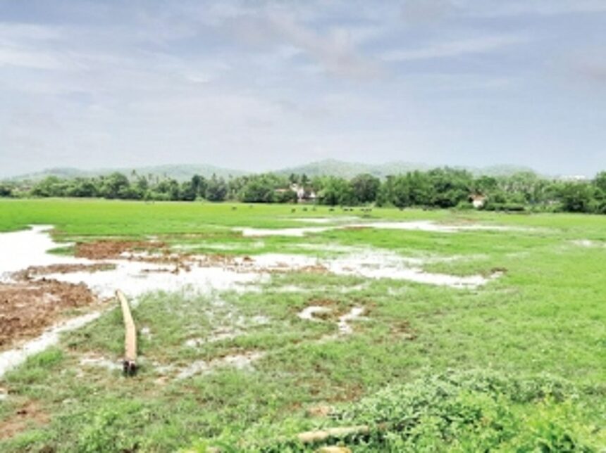 HOPES RE-HARVESTED: Over 200 Raia farmers to cultivate a second crop after four decades