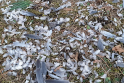 Hair, feather waste to be treated at Kundaim