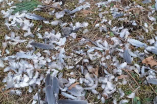 Hair, feather waste to be treated at Kundaim