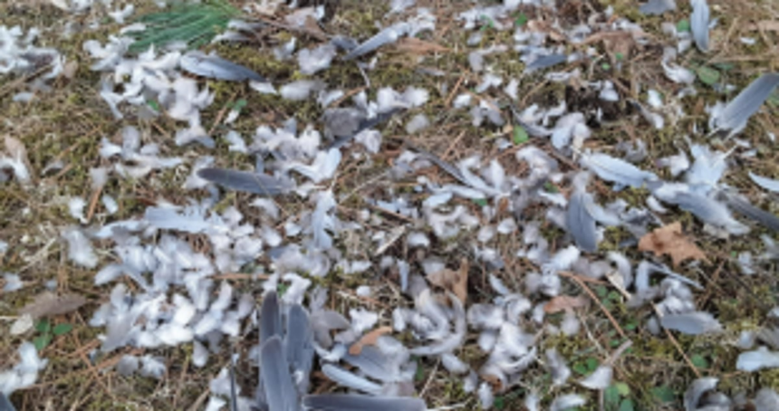 Hair, feather waste to be treated at Kundaim