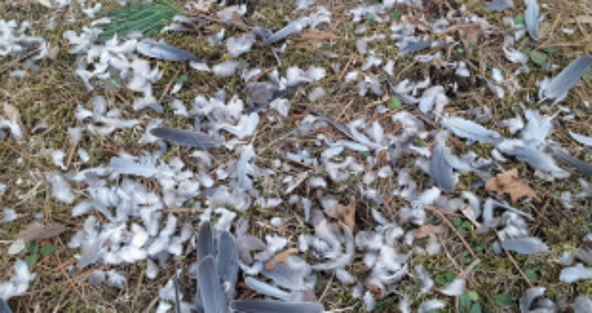 Hair, feather waste to be treated at Kundaim