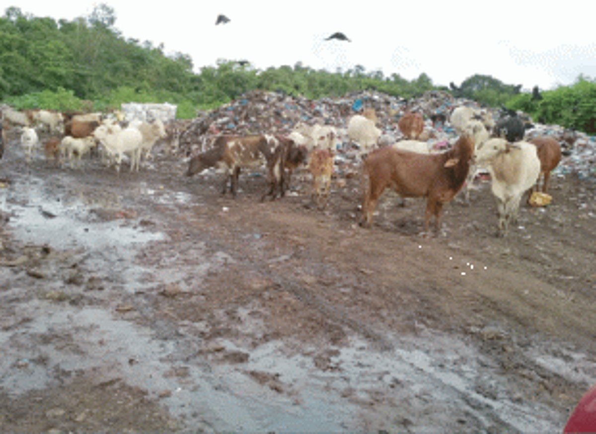 Harrowing experience at Sanguem court  due to foul smell from garbage dump