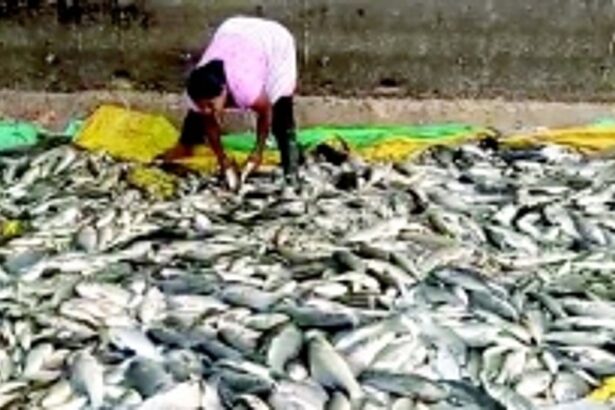 Harvesting of freshwater fish draws crowd to Curtorim’s Ralloi Lake amidst auction row