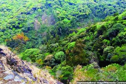 Haryana gave up more forests than any state, now asks money for afforestation